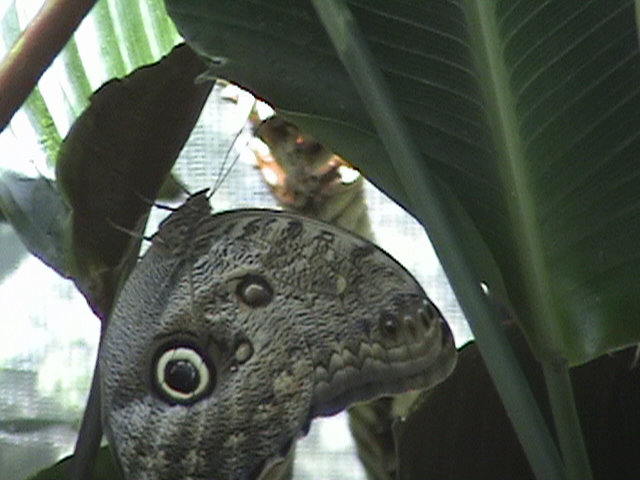 Costa Rica 011.jpg
